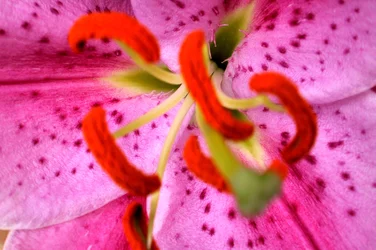 Aroma rosa
